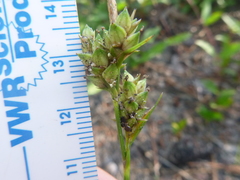 Carex tenax