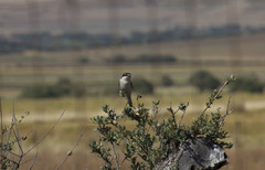 Lanius senator badius