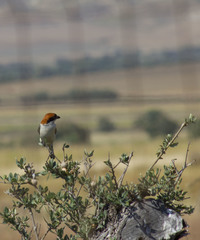 Lanius senator badius