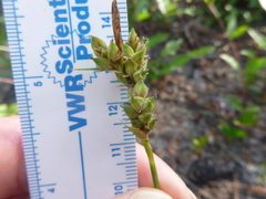 Carex tenax