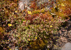 Erythranthe howaldiae