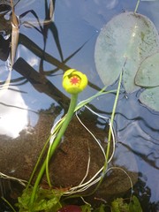 Nuphar microphylla