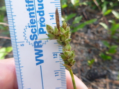 Carex tenax