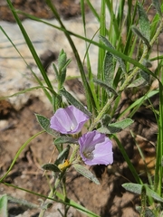 Evolvulus nuttallianus