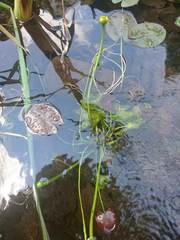 Nuphar microphylla