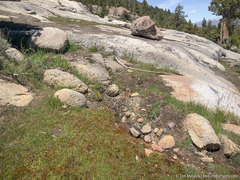 Erythranthe howaldiae