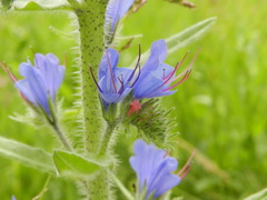 Echium vulgare