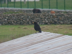 Turdus merula azorensis