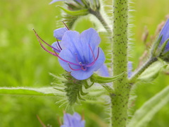 Echium vulgare