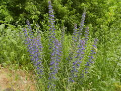 Echium vulgare