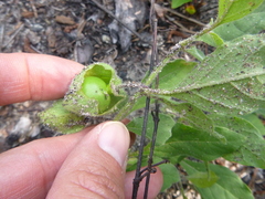 Physalis lanceolata