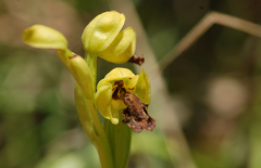 Ophrys fusca