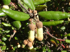 Correa lawrenceana grampiana