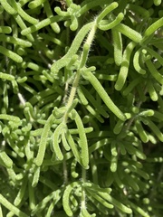 Aizoaceae