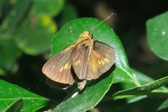 Hesperiinae