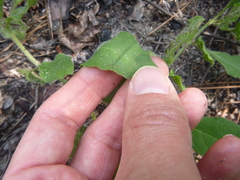 Physalis lanceolata