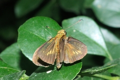 Hesperiinae