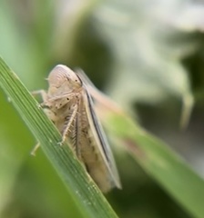 Athysanus argentarius
