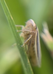 Athysanus argentarius
