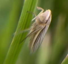 Athysanus argentarius