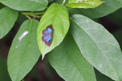 Arhopala japonica