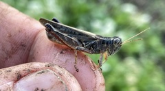 Melanoplus confusus