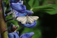 Eupithecia satyrata