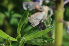 Eupithecia satyrata
