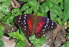 Anartia amathea