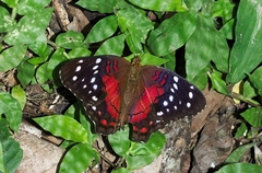 Anartia amathea