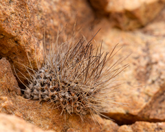 Eriosyce taltalensis