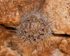 Eriosyce taltalensis