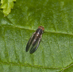 Peplomyza