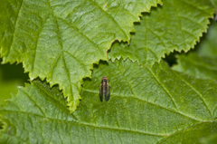 Peplomyza