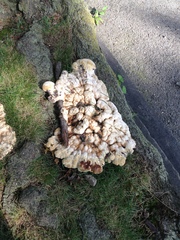 Fungi