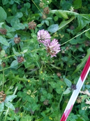 Trifolium pratense