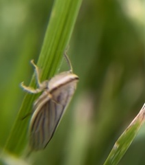 Athysanus argentarius