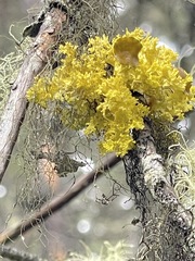 Vulpicida canadensis