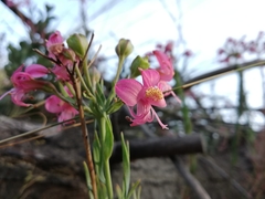 Alstroemeria revoluta