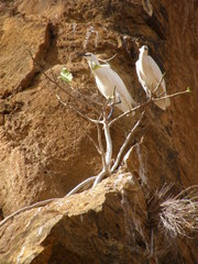 Egretta garzetta dimorpha