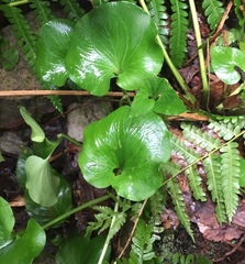 Parnassia asarifolia