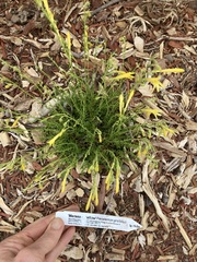 Penstemon pinifolius