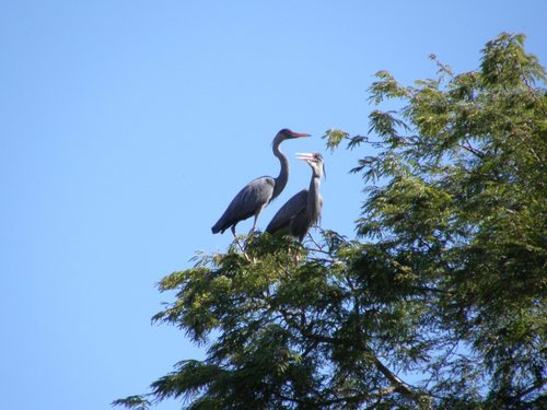 Humblot's Heron