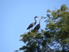 Ardea humbloti