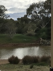 Anseranas semipalmata