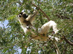 Propithecus verreauxi
