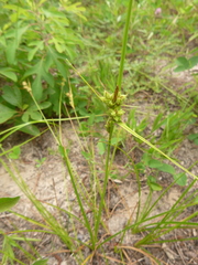 Carex tenax