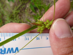 Carex tenax