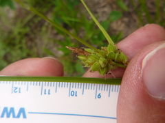 Carex tenax