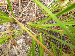 Carex tenax